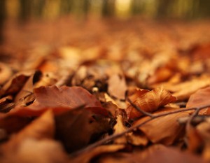 Outdoor lights can make autumn easier in the garden