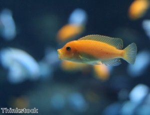 Tropical fish display newly illuminated by LED lights