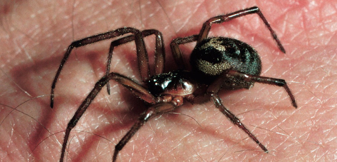 venomous false widows